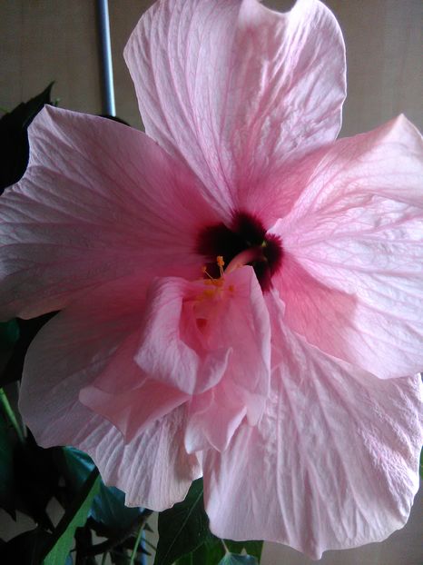  - Hibiscus 2015-2024