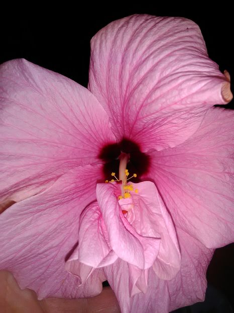  - Hibiscus 2015-2024