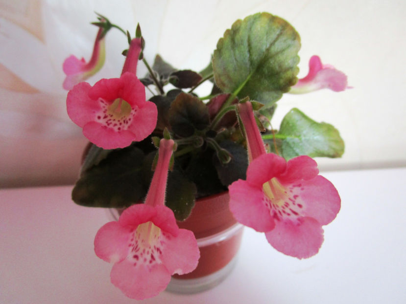 SRG s  Pink Eruption(N3)(7-07-2018) - Sinningii 2018