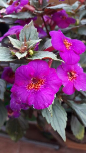  - 09 Achimenes 2018