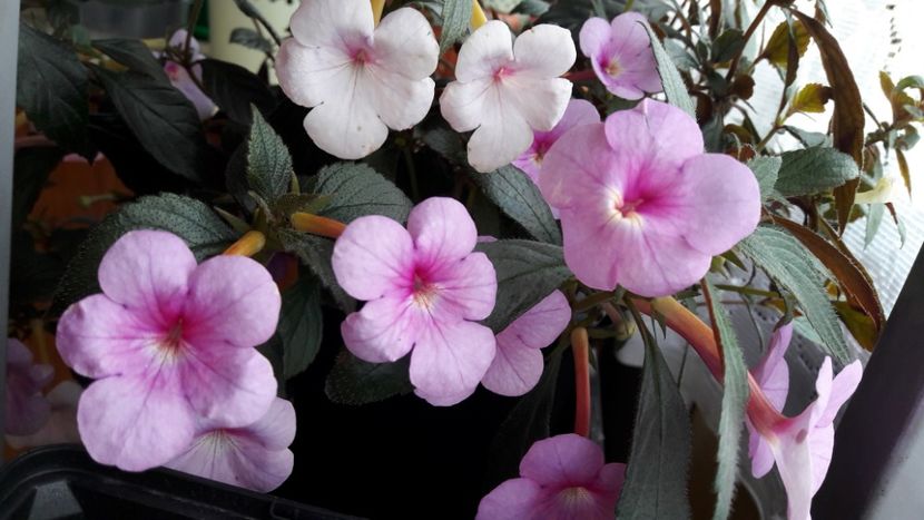  - 09 Achimenes 2018