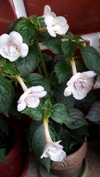 - 09 Achimenes 2018