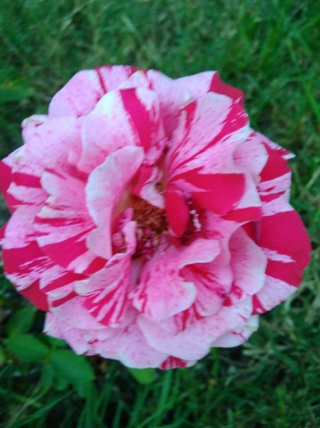  - FLORILE MELE