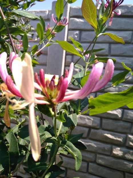  - FLORILE MELE