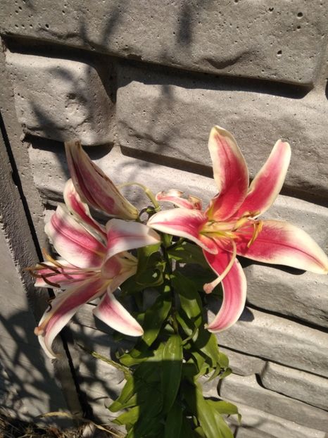  - FLORILE MELE