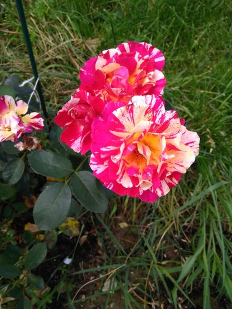  - FLORILE MELE