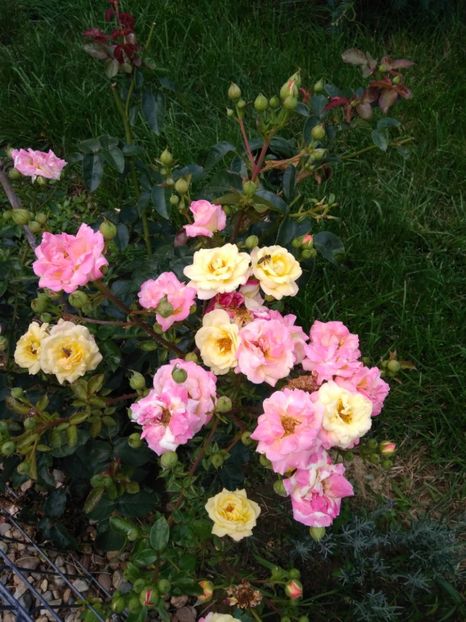  - FLORILE MELE