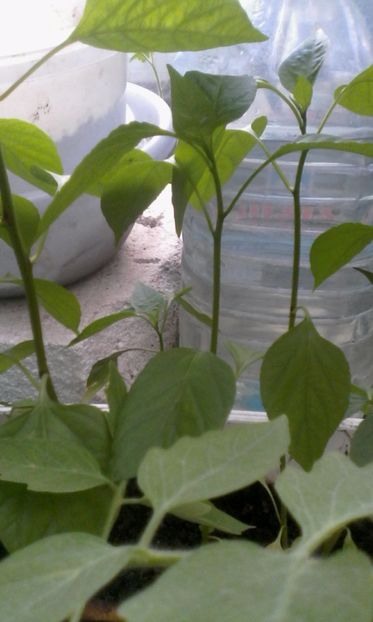 1530961158200-1614399148 - ionita86