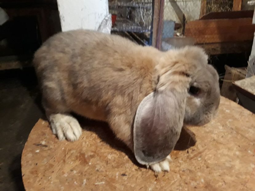  - Mascul mignon-arhiva