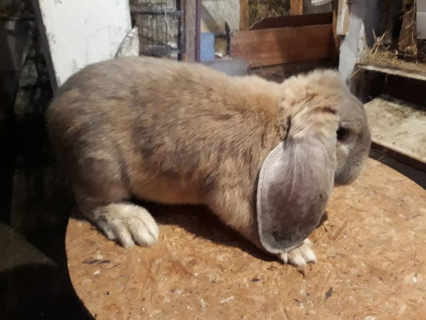  - Mascul mignon-arhiva