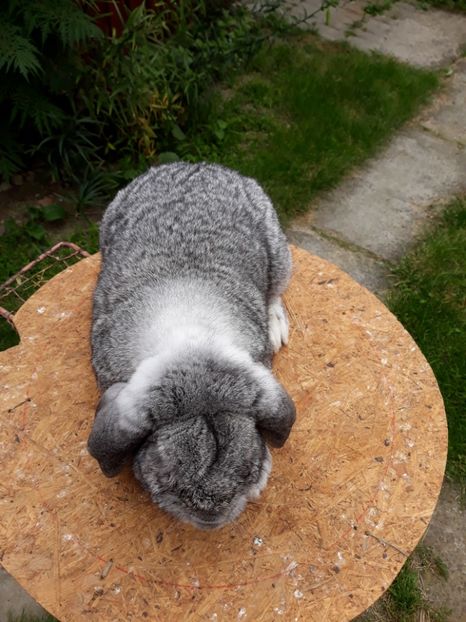  - Mascul chinchila-arhiva