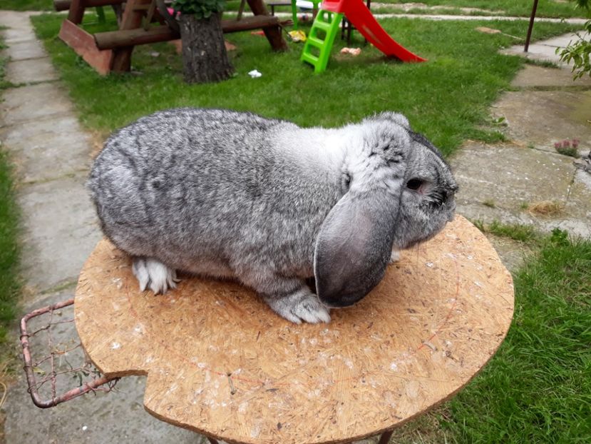  - Mascul chinchila-arhiva