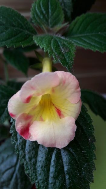  - Strawberry Lemon -pierdut