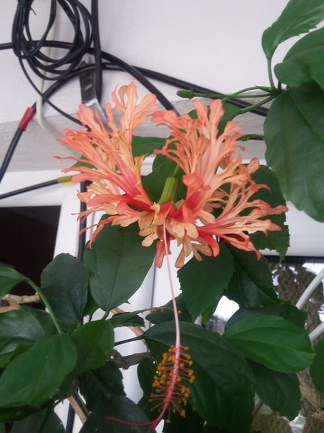 Schizopetalus  (7-07-2018) - Hibiscusi 2018