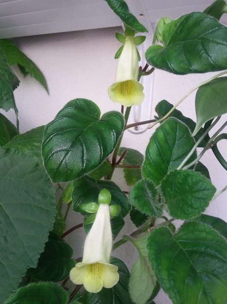 Conspicua (7-07-2018) - Sinningii 2018