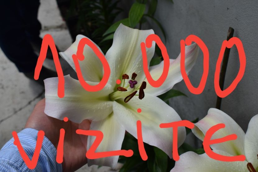  - 10000 de VIZITE pe SUNPHOTO