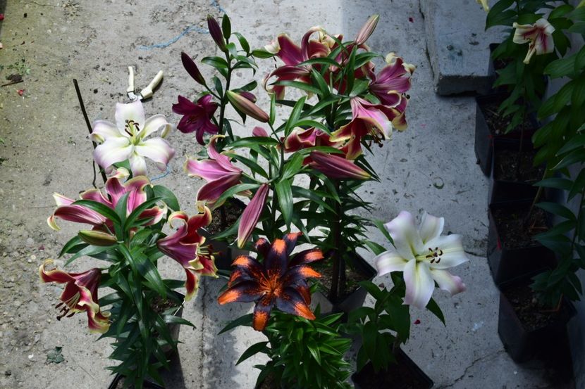  - 10000 de VIZITE pe SUNPHOTO