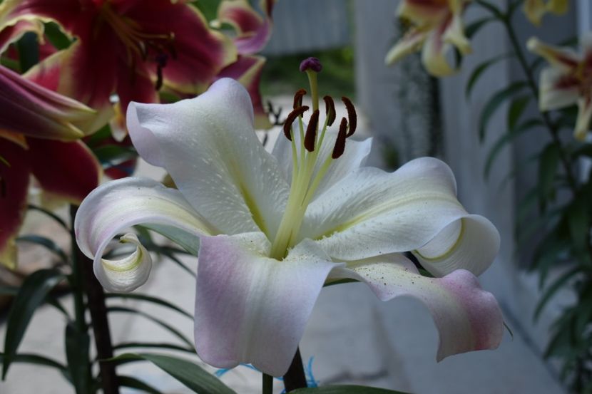  - 10000 de VIZITE pe SUNPHOTO