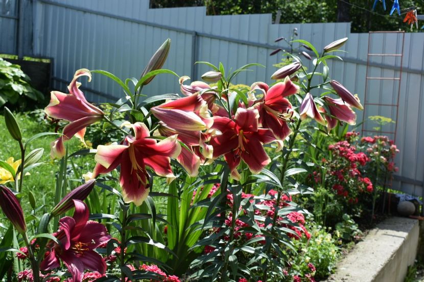  - 10000 de VIZITE pe SUNPHOTO