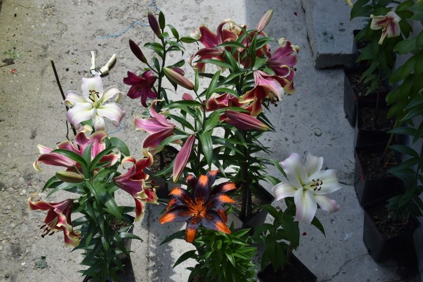  - 10000 de VIZITE pe SUNPHOTO