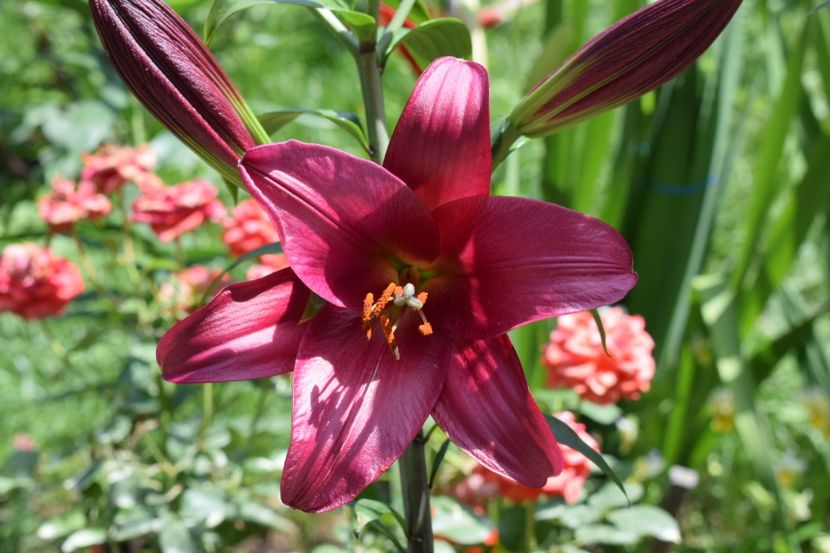  - 10000 de VIZITE pe SUNPHOTO