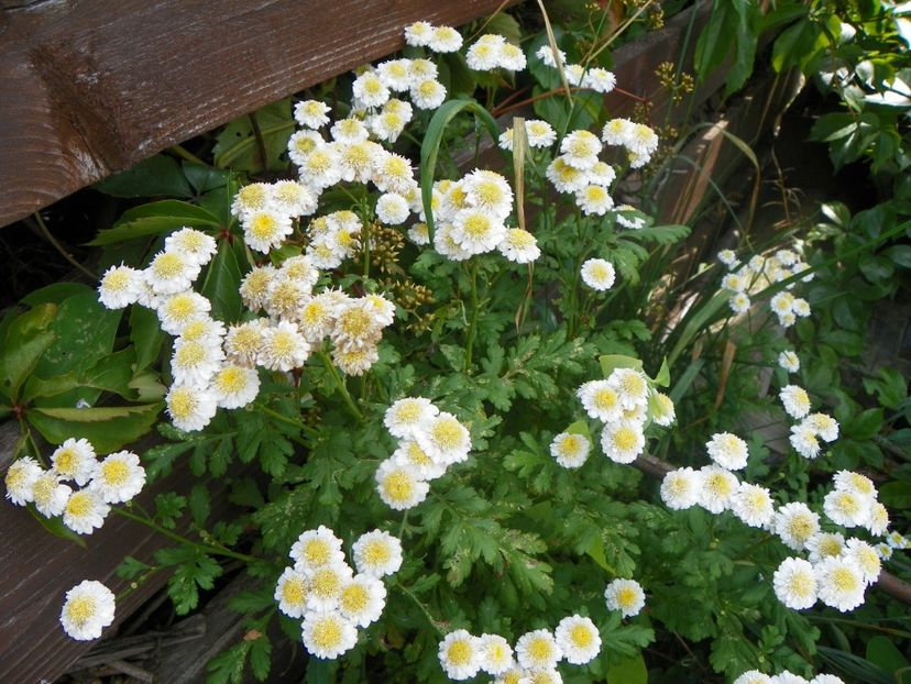 tanacetum parthenium dublu - Dobarland 2018 3