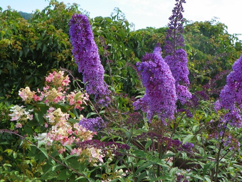 buddleja Empire Blue si hydrangea pan. Early Sensation - Dobarland 2018 3