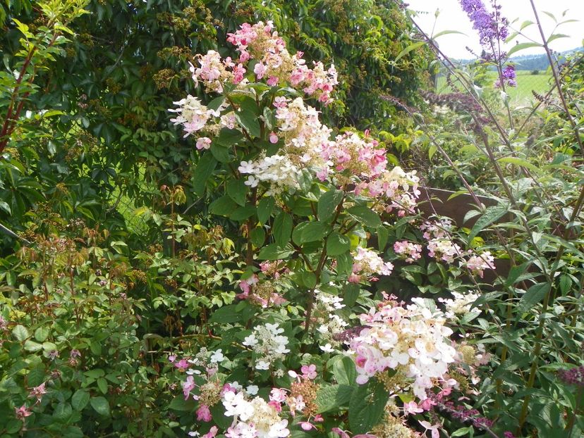 hydrangea paniculata Early Sensation - Dobarland 2018 3
