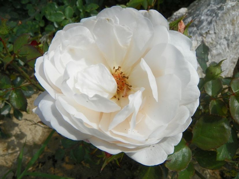 Ambridge Rose - Trandafiri 2018 3