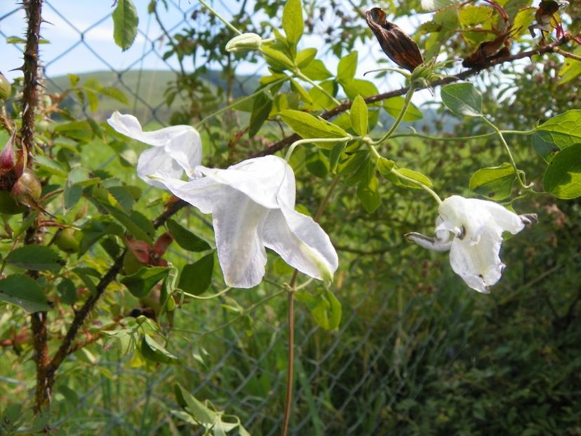 clematis Alba Luxurians - Dobarland 2018 3