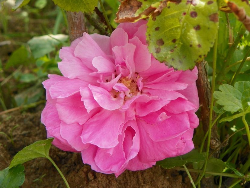 in loc de Hyppolite - Trandafiri 2018 3