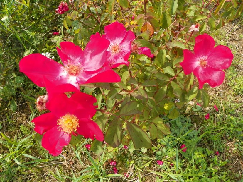 Rose of Picardy - Trandafiri 2018 3