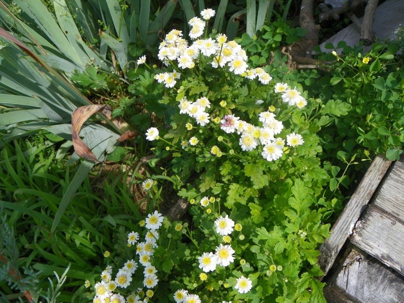 tanacetum parthenium - Dobarland 2018 3