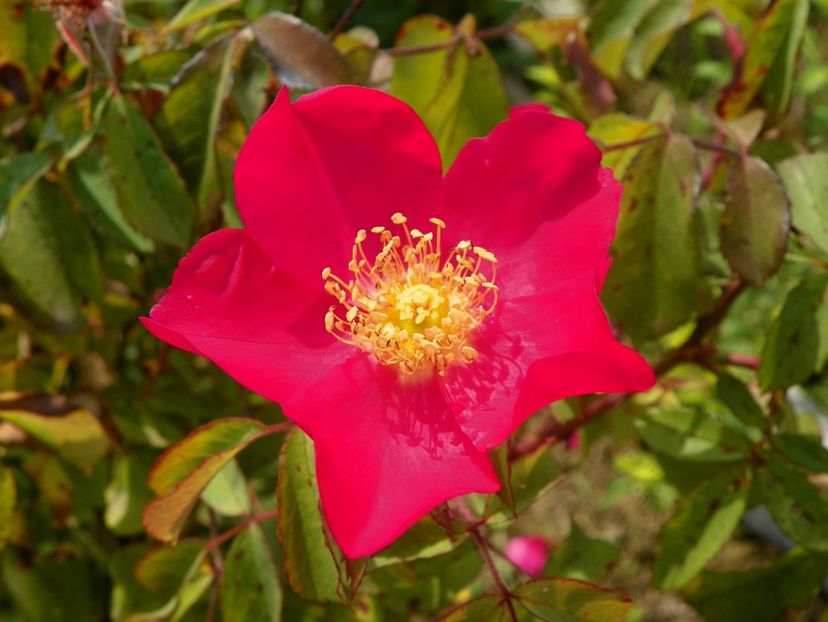 Rose of Picardy - Trandafiri 2018 3