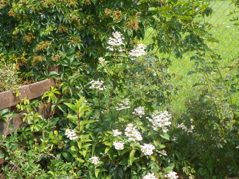 hydrangea paniculata Wim's Red - Dobarland 2018 3