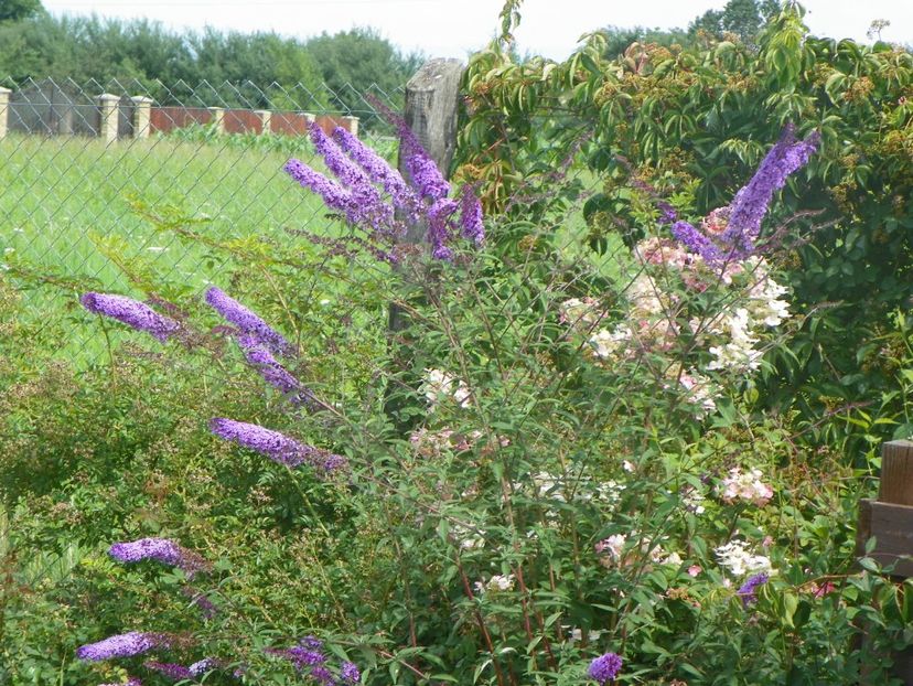 buddleja Empire Blue si hydrangea pan. Early Sensation - Dobarland 2018 3