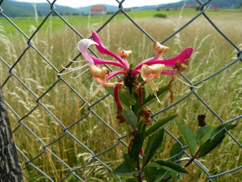 lonicera peryclimenum Serotina - Dobarland 2018 3