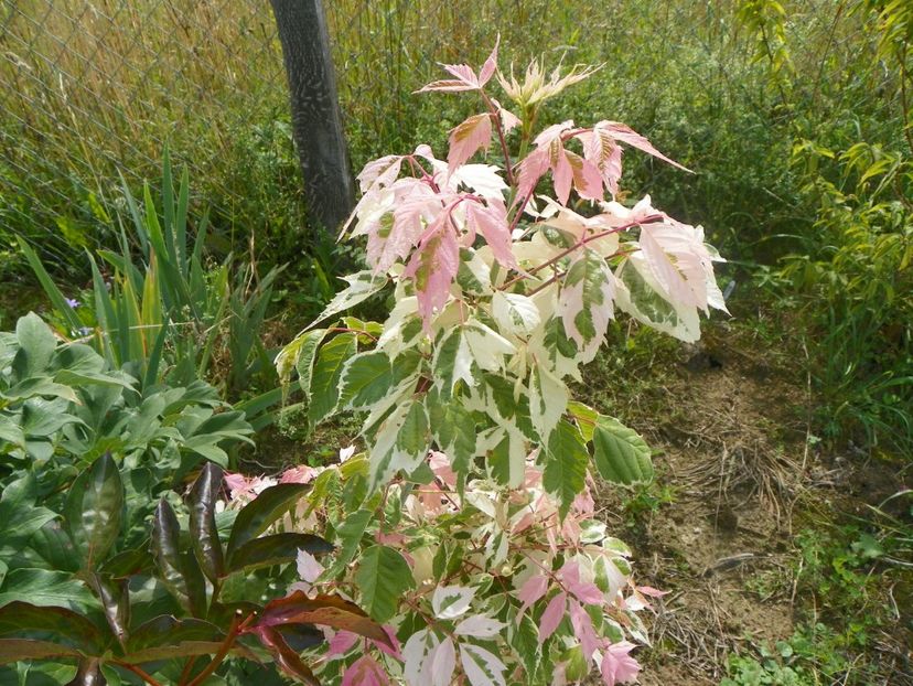 acer negundo Flamingo - Dobarland 2018 3