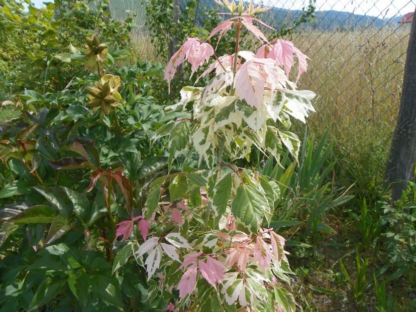 acer negundo Flamingo - Dobarland 2018 3
