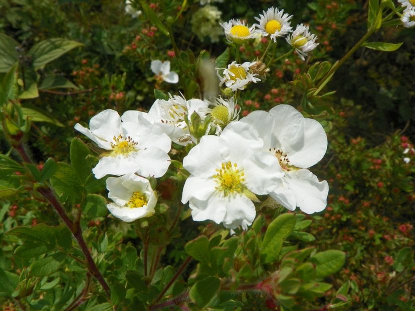 potentilla fruticosa Abbotswood - Dobarland 2018 3