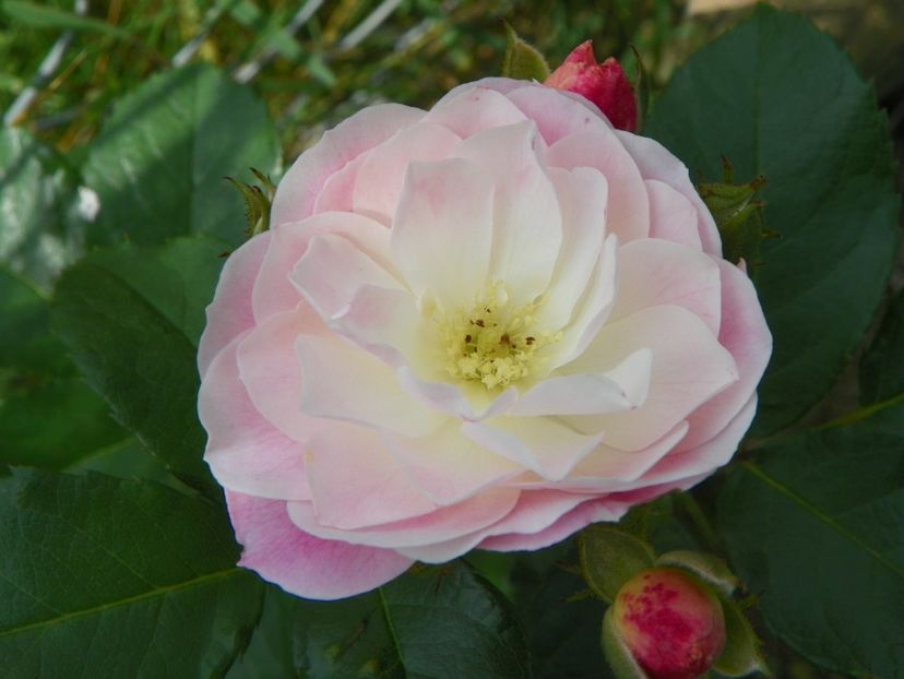 Bouquet Parfait - Trandafiri 2018 3