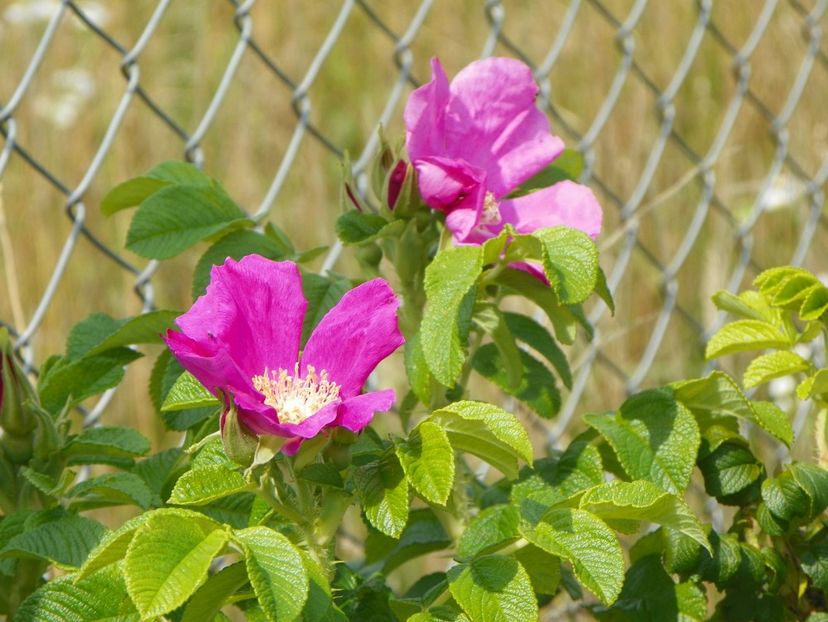 rosa rugosa Rubra - Trandafiri 2018 3