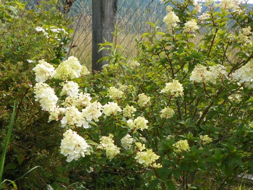 hydrangea paniculata Sundae Fraise - Dobarland 2018 3