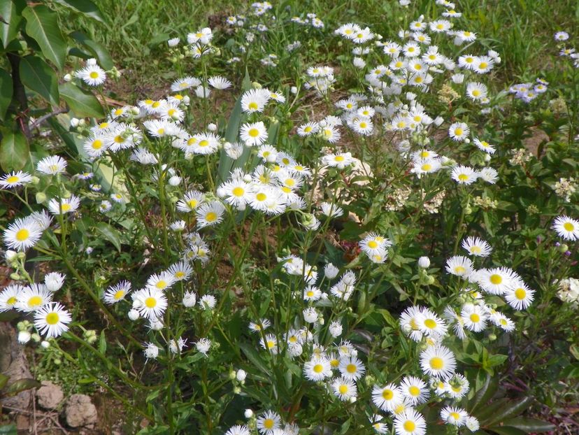 erigeron annuus - Dobarland 2018 3