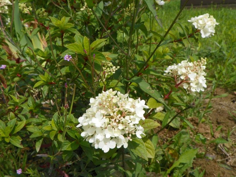 hydrangea paniculata Polar Bear - Dobarland 2018 3