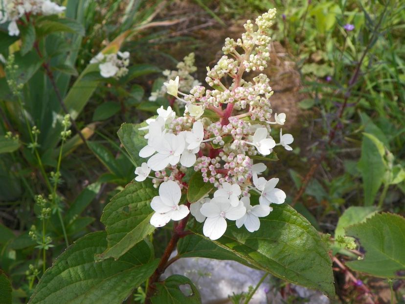 hydrangea paniculata Pinky Winky - Dobarland 2018 3