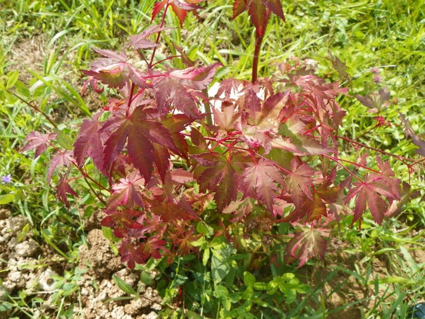 acer palmatum Asahi Zuru - Dobarland 2018 3