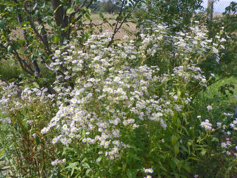 erigeron annuus - Dobarland 2018 3