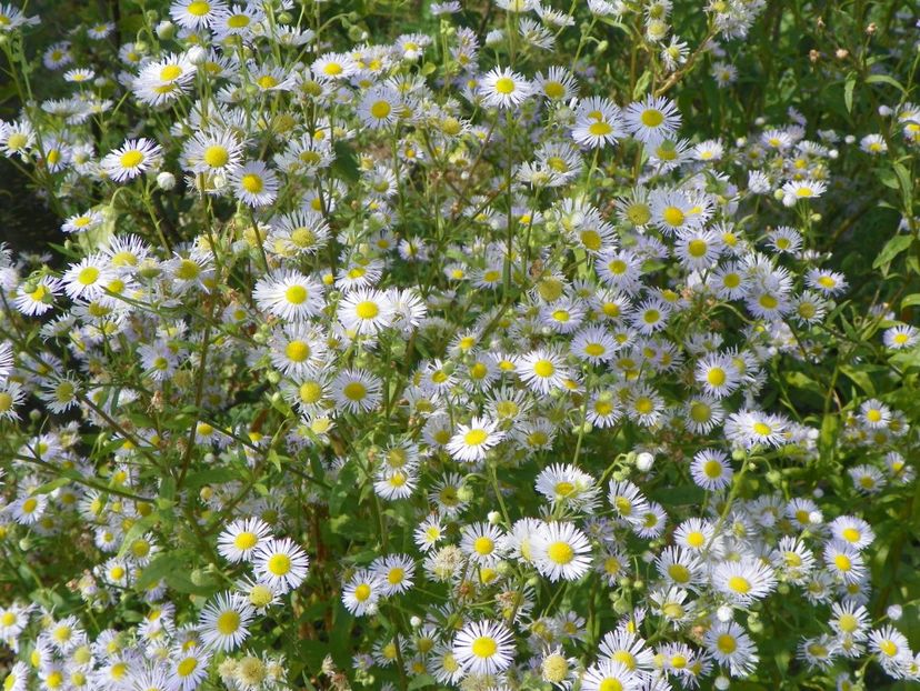 erigeron annuus - Dobarland 2018 3