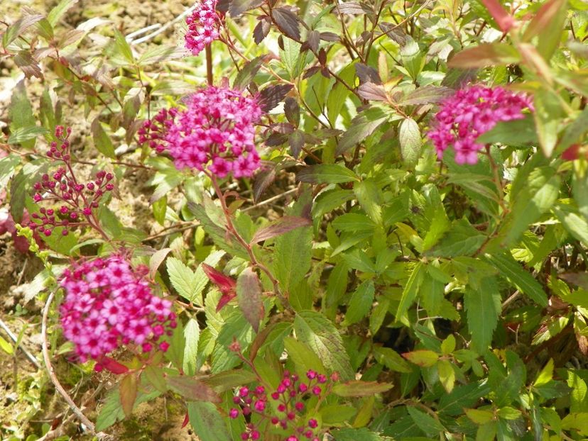 spiraea Anthony Waterer - Dobarland 2018 3